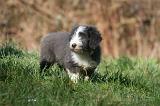 BEARDED COLLIE 403